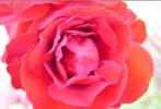 Flower 2.webp