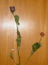 rose.webp