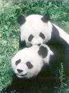 panda.webp