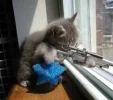 snipercat.webp