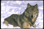 wolf-110006.webp